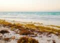 The Sargassum Paradox: Why the Caribbean’s Clean Energy Hope is a Supply Chain Trap