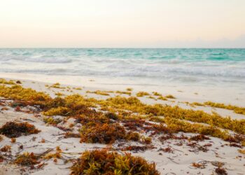 The Sargassum Paradox: Why the Caribbean’s Clean Energy Hope is a Supply Chain Trap