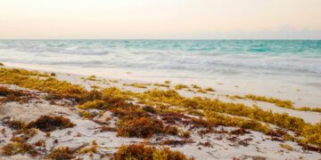 The Sargassum Paradox: Why the Caribbean’s Clean Energy Hope is a Supply Chain Trap