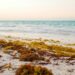 The Sargassum Paradox: Why the Caribbean’s Clean Energy Hope is a Supply Chain Trap