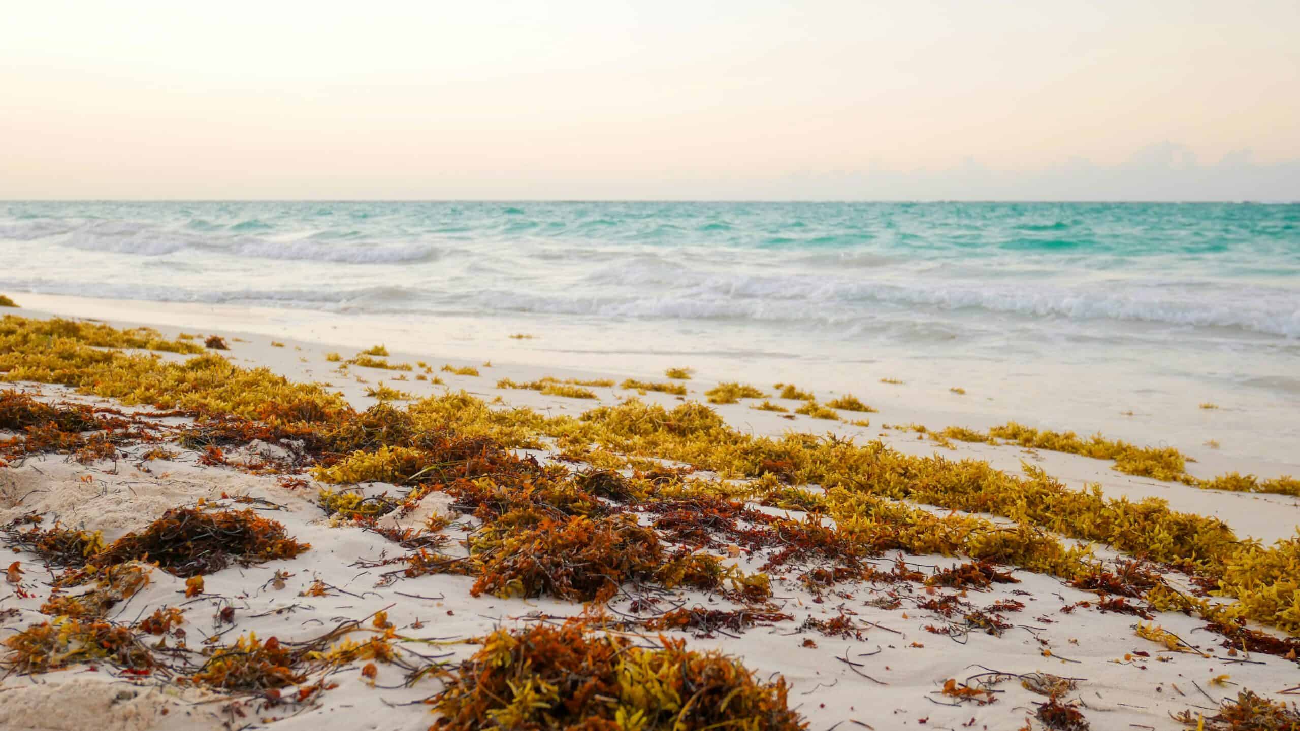The Sargassum Paradox: Why the Caribbean’s Clean Energy Hope is a Supply Chain Trap
