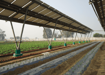 Agrivoltaics in Bangladesh: Growing Food and Solar Power on the Same Land