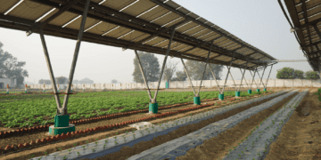 Agrivoltaics in Bangladesh: Growing Food and Solar Power on the Same Land