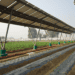 Agrivoltaics in Bangladesh: Growing Food and Solar Power on the Same Land
