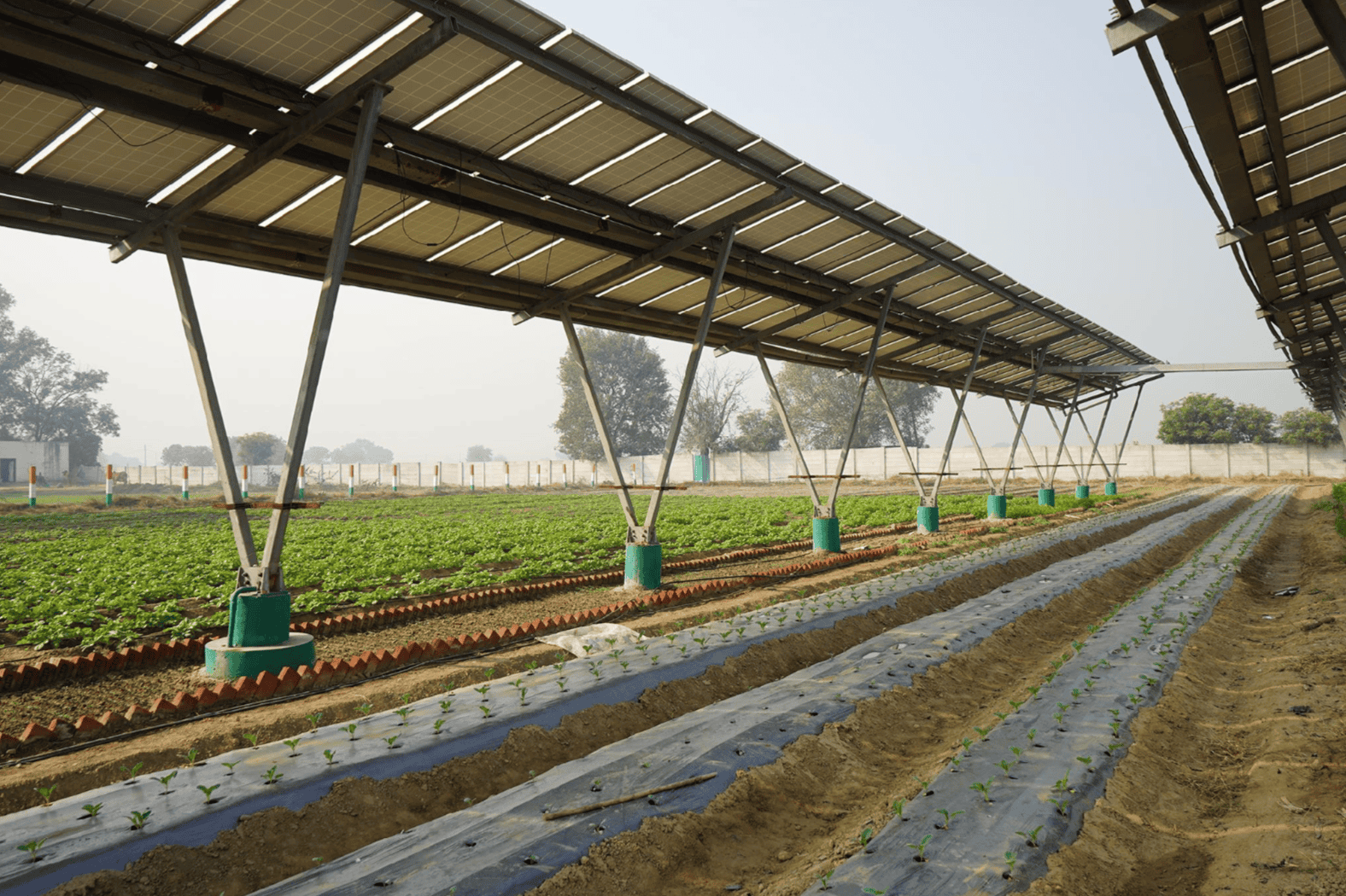 Agrivoltaics in Bangladesh: Growing Food and Solar Power on the Same Land
