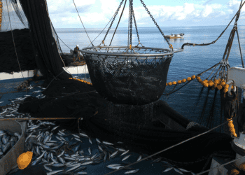 Building a Sustainable Blue Economy: Shipping, Fishing and Ocean Protection