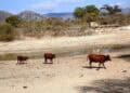 Looking Underground: Zimbabwe’s Cattle Farmers Deepen Boreholes as Super El Niño Looms