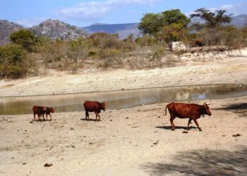 Looking Underground: Zimbabwe’s Cattle Farmers Deepen Boreholes as Super El Niño Looms