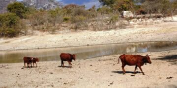 Looking Underground: Zimbabwe’s Cattle Farmers Deepen Boreholes as Super El Niño Looms