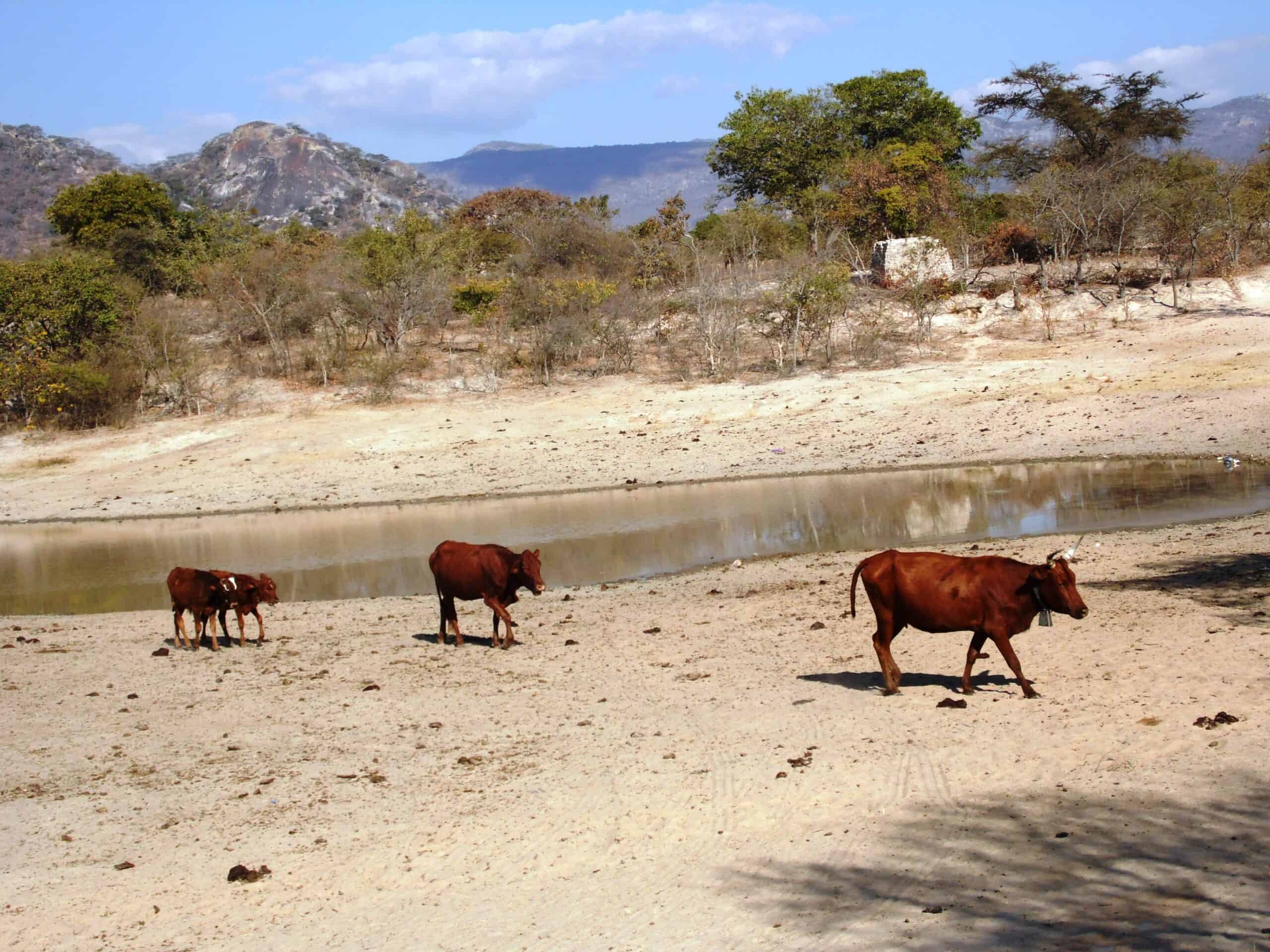 Looking Underground: Zimbabwe’s Cattle Farmers Deepen Boreholes as Super El Niño Looms